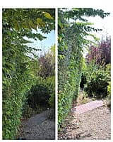 Overgrown hedge cut back to reopen a path