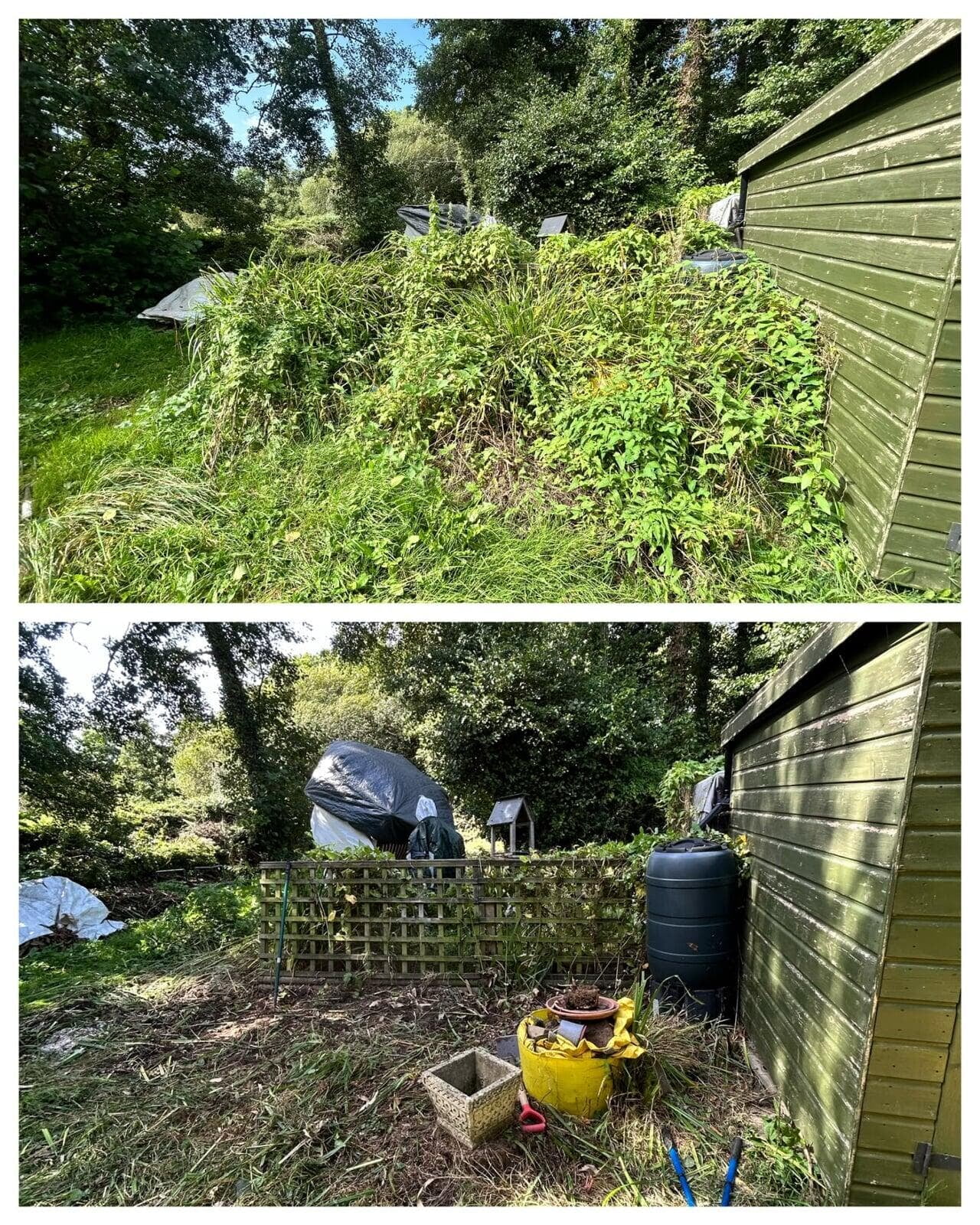 Overgrown bank cleared beside a garden shed