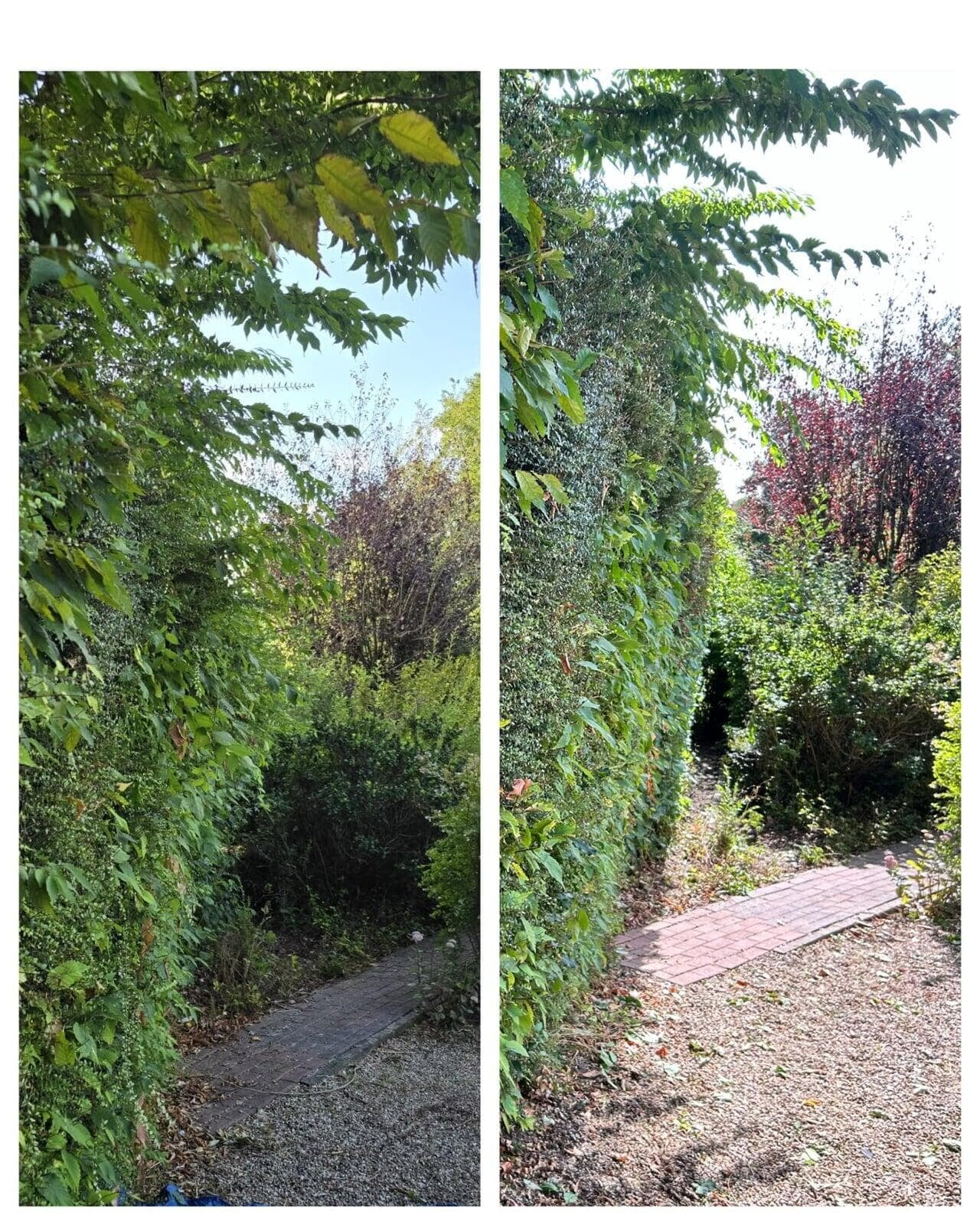 Overgrown hedge cut back to reopen a path